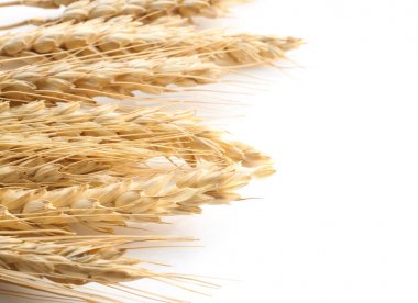 Olgun buğday spikelets 