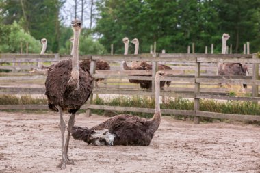 Devekuşları padok çiftlikte yetiştirilen