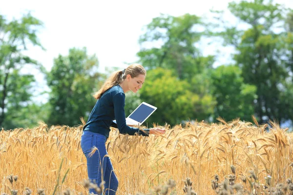 农学在麦田里使用笔记本电脑 — 图库照片
