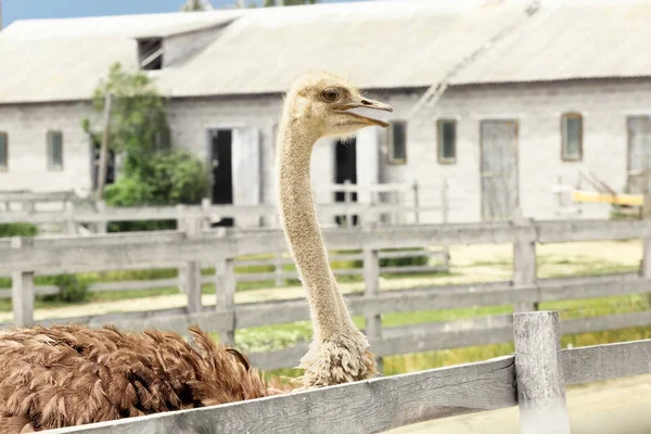 Autruche cultivée dans le paddock à la ferme — Photo