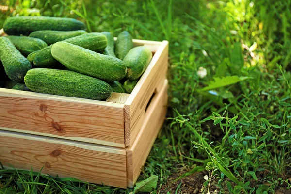 Caixa de madeira com pepinos — Fotografia de Stock