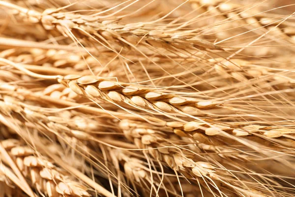 Ripe wheat spikelets — Stock Photo, Image