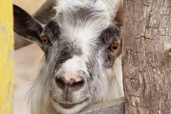 Chèvre en contact zoo — Photo