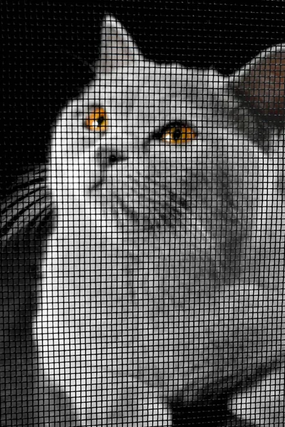 Cat through window screen — Stock Photo, Image