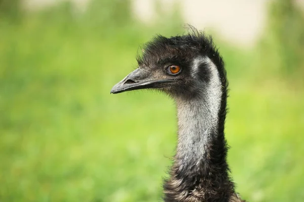 Volwassen emu buitenshuis — Stockfoto