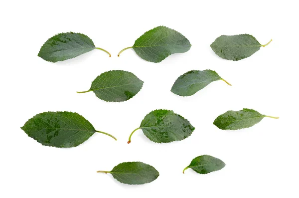 Зеленые листья сливы на белом фоне — стоковое фото