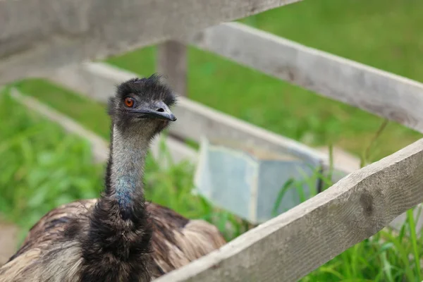 Emu paddock farmon termesztett — Stock Fotó