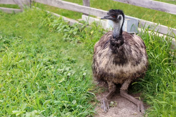 Emu cultivado em paddock na fazenda — Fotografia de Stock