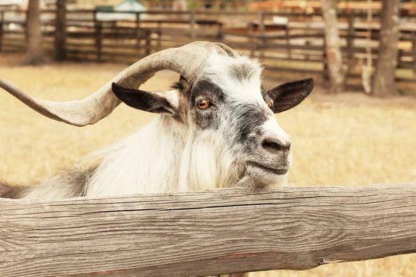 Goat with large horns in contact zoo — Stock Photo, Image