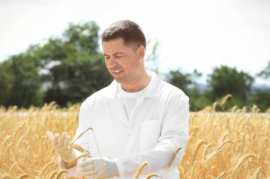 Buğday spikelets alana dokunmadan Ziraat Mühendisi