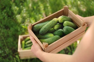 Salatalık ile ahşap sandık