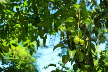 Armut ağacı dalı meyve bahçesinde üzerinde