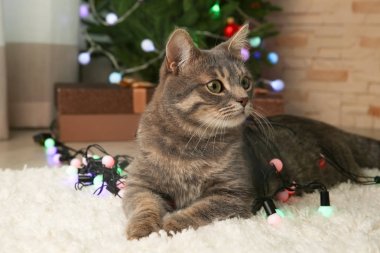 Noel çelenk ile şirin kedi 