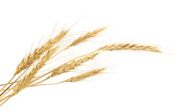 Ripe wheat spikelets clipart