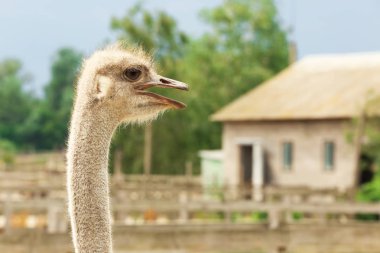 Devekuşu padok çiftlikte yetiştirilen