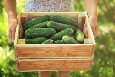 Salatalık ile ahşap sandık