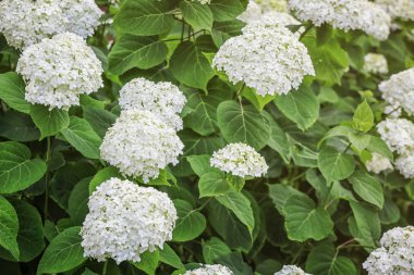 Yaz bahçesinde güzel çiçekler