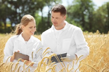 Two agronomists with tablet and clipboard in wheat field clipart