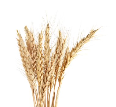 Ripe wheat spikelets clipart