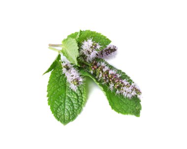 Çiçekler beyaz arka plan üzerinde ile taze nane