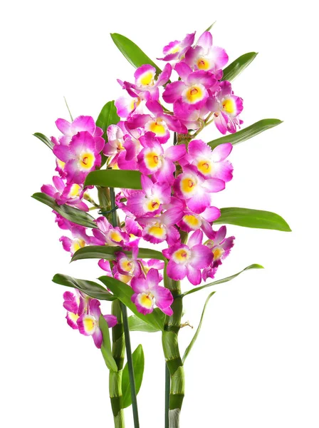 Beautiful tropical flowers — Stock Photo, Image