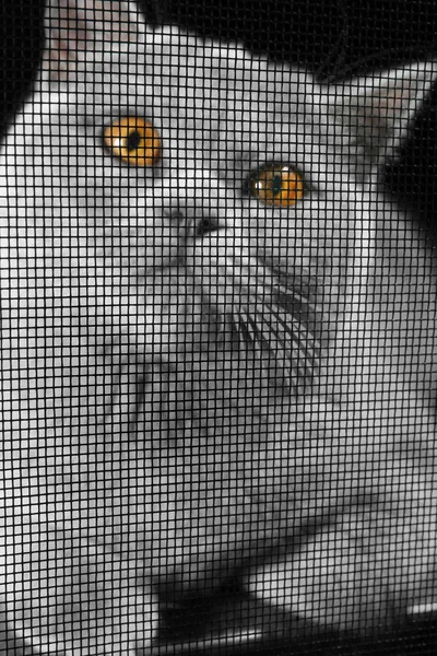 Cat through window screen