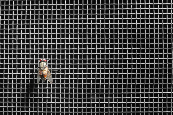 Fly on mosquito net — Stock Photo, Image