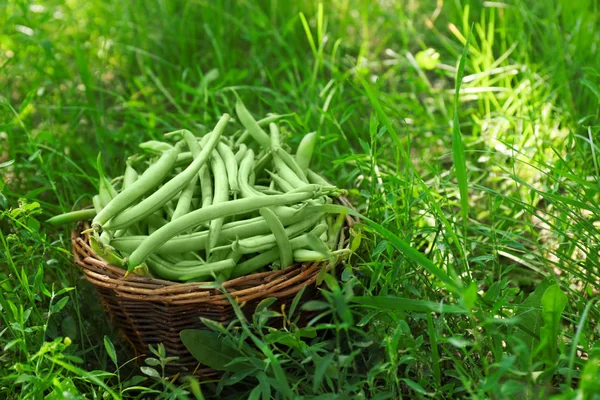 Wicker basket with raw fresh organic green beans — Stock Photo, Image