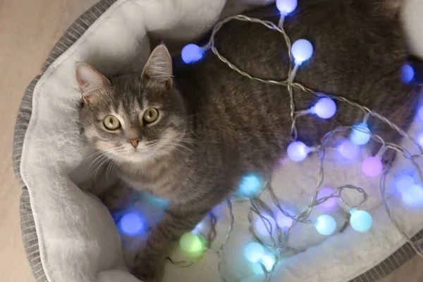 Милий кіт з різдвяною гірляндою — стокове фото