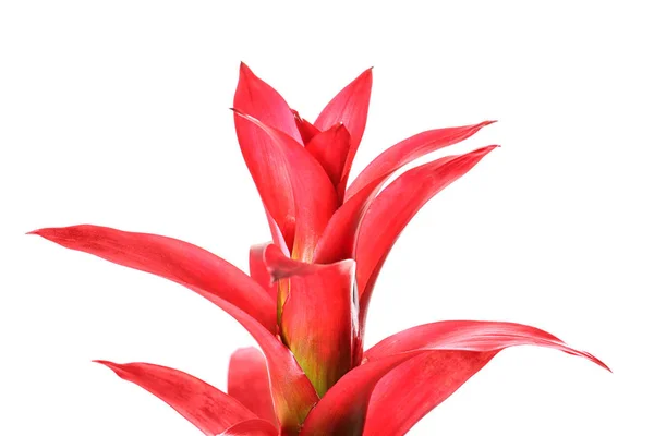 Flor vermelha da Guzmania — Fotografia de Stock