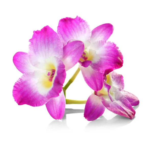 Bellissimi fiori tropicali — Foto Stock