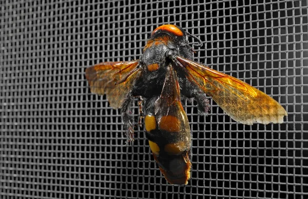 Wasp üzerinde cibinlik — Stok fotoğraf