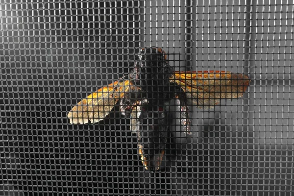 Wasp on mosquito net — Stock Photo, Image