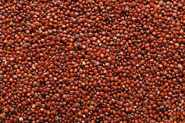 Red quinoa seeds, close up — Stock Photo, Image