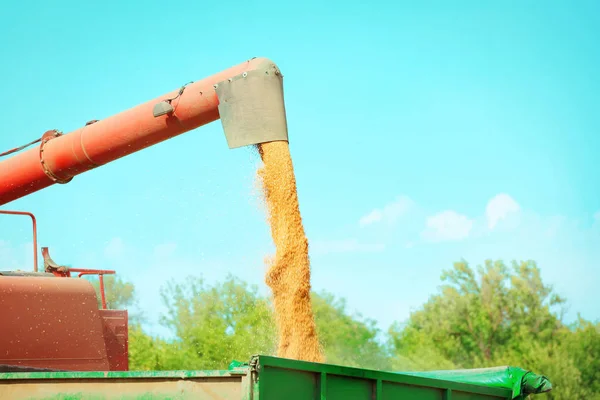 Combine harvester pouring grains outdoors — Stock Photo, Image