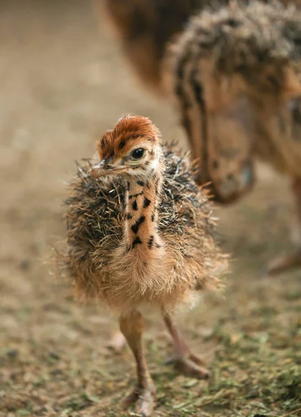 Adorable avestruz bebé en la granja — Foto de Stock