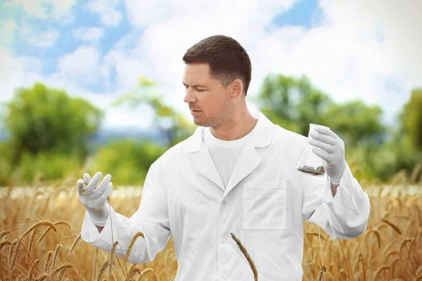 Agronomista com balão de laboratório no campo de trigo — Fotografia de Stock