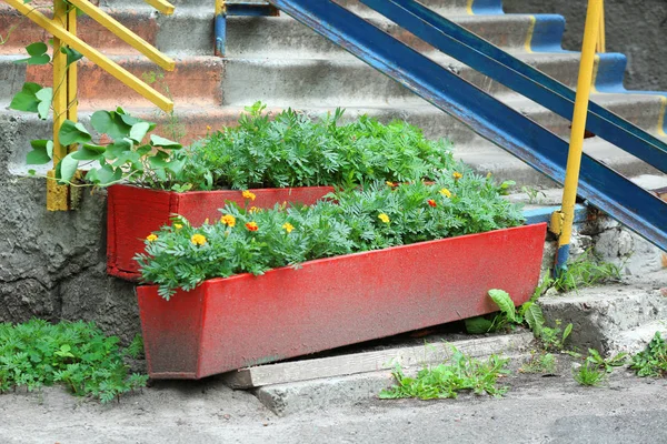 Blomsterrabatt med blommor nära trappor — Stockfoto