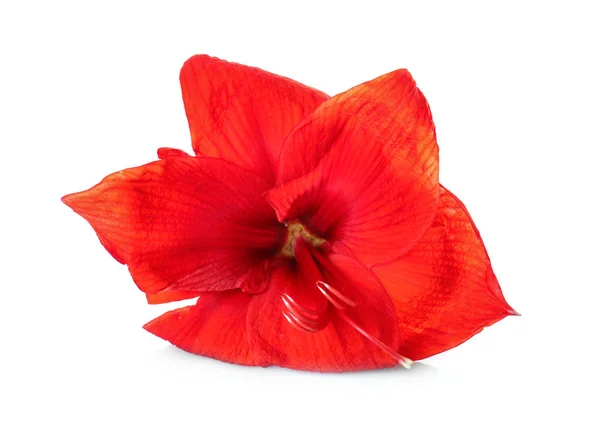 Hermosa flor tropical roja — Foto de Stock