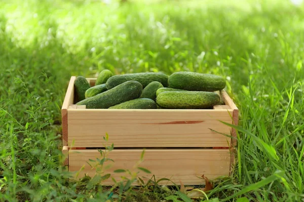 Holzkiste mit Gurken — Stockfoto