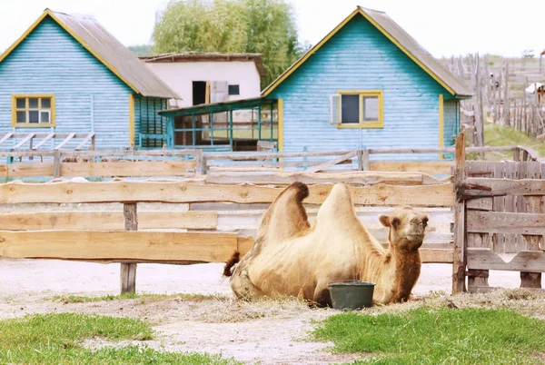 Camelo de duas corcundas no jardim zoológico — Fotografia de Stock