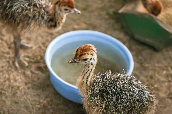 Adorable baby ostriches on farm — Stock Photo, Image