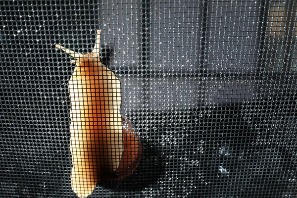Ślimak w moskitierę — Zdjęcie stockowe
