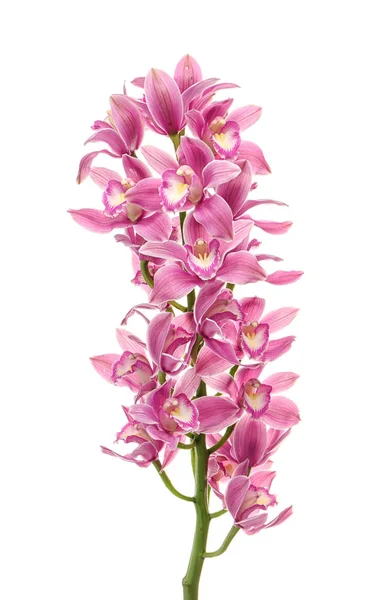 Hermosas flores de orquídea — Foto de Stock