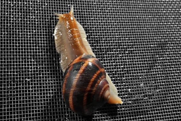 Schnecke auf Moskitonetz — Stockfoto