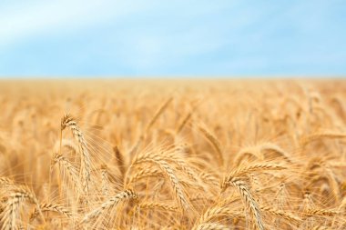 buğday alanı güneşli gün  