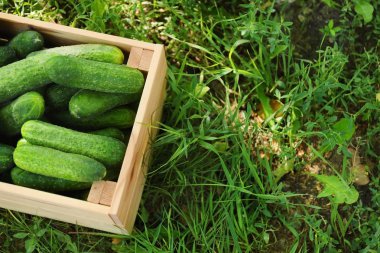 Salatalık ile ahşap sandık