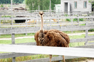Büyük devekuşu çiftliğinde muhafaza içinde