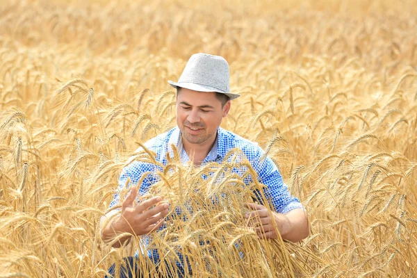 Man touching wheat spikelets in field — Stock Photo, Image