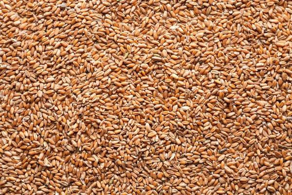Granos de cereales maduros — Foto de Stock